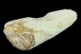 Fossil Mastodon (Gomphotherium) Tusk Sections - Kansas #136667-5